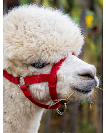 Alpaca Walk for a Family of Four