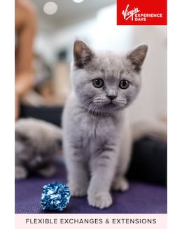 Kitty Yoga Session with Play Time for Two E-Voucher, 3 Locations