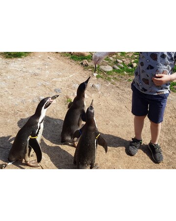 South Lakes Safari Zoo Junior Keeper Experience with Lunch & Admission E-Voucher