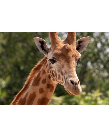 South Lakes Safari Zoo Junior Keeper Experience with Lunch & Admission E-Voucher