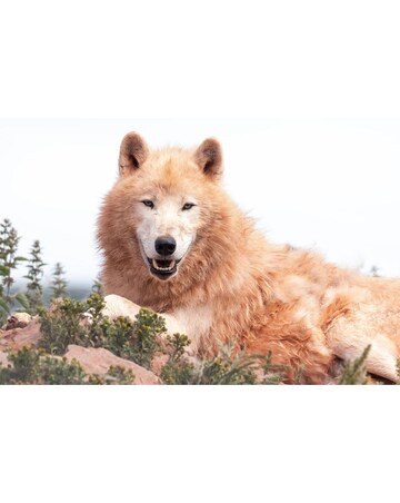 South Lakes Safari Zoo Junior Keeper Experience with Lunch & Admission E-Voucher