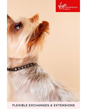 Pet Photoshoot with ?50 off Voucher E-Voucher