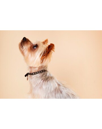 Pet Photoshoot with ?50 off Voucher E-Voucher