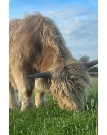 Meet and Greet a Highland Cow E - Voucher
