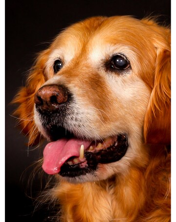 Activity Superstore Pet Portrait