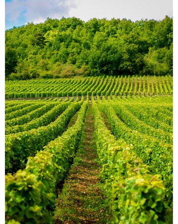Activity Superstore Vineyard & Distillery Tours & Tastings