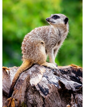Activity Superstore Meet the Meerkats for Two