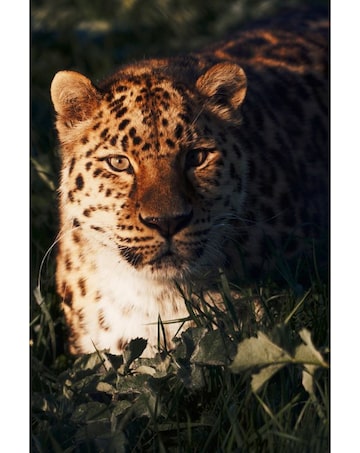Port Lympne Reserve Visit and Expert Rangers Safari for Two E-Voucher