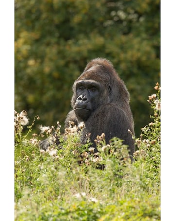 Port Lympne Reserve Visit and Expert Rangers Safari for Two E-Voucher