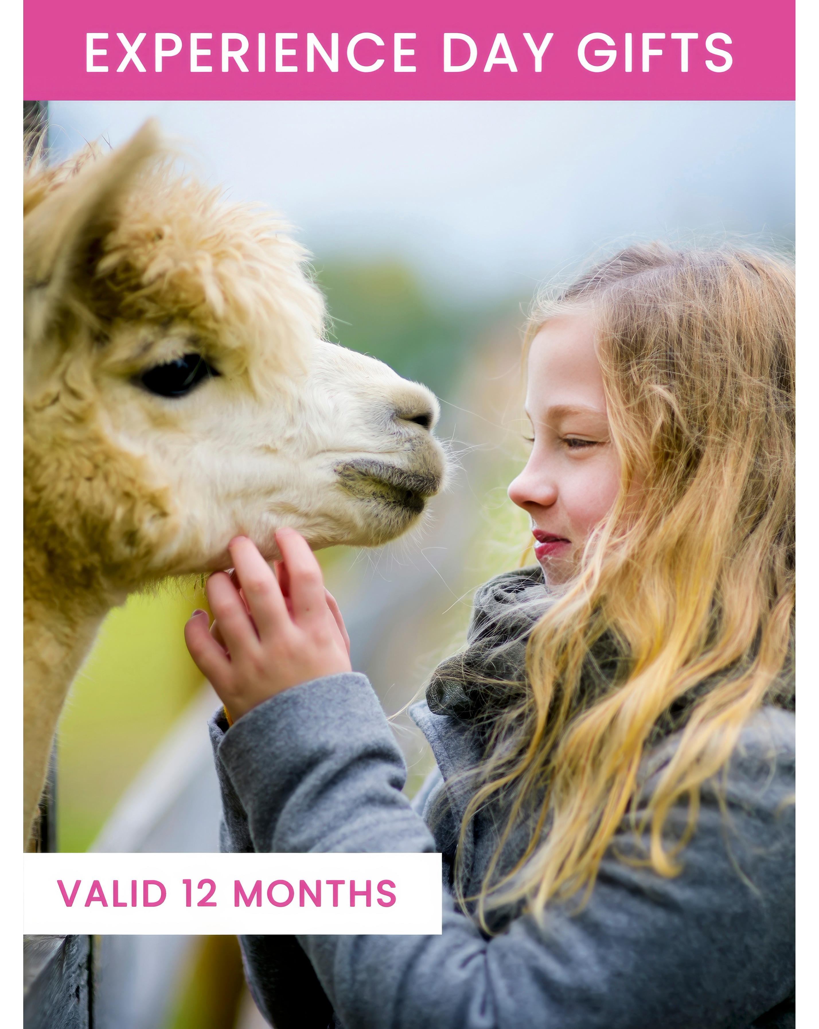 Alpaca Walk for Four