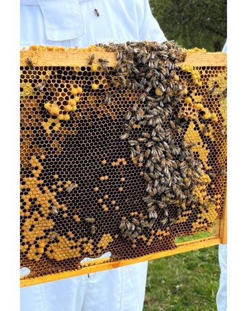 Hiver's Beekeeping Taster with Honey Tasting for Two E-Voucher - 2 Locations